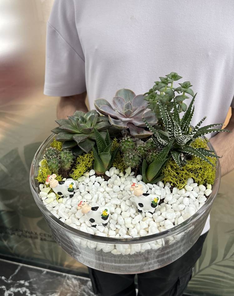 Composition of succulents №6
