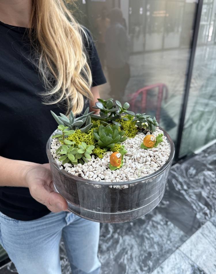 Composition of succulents №20