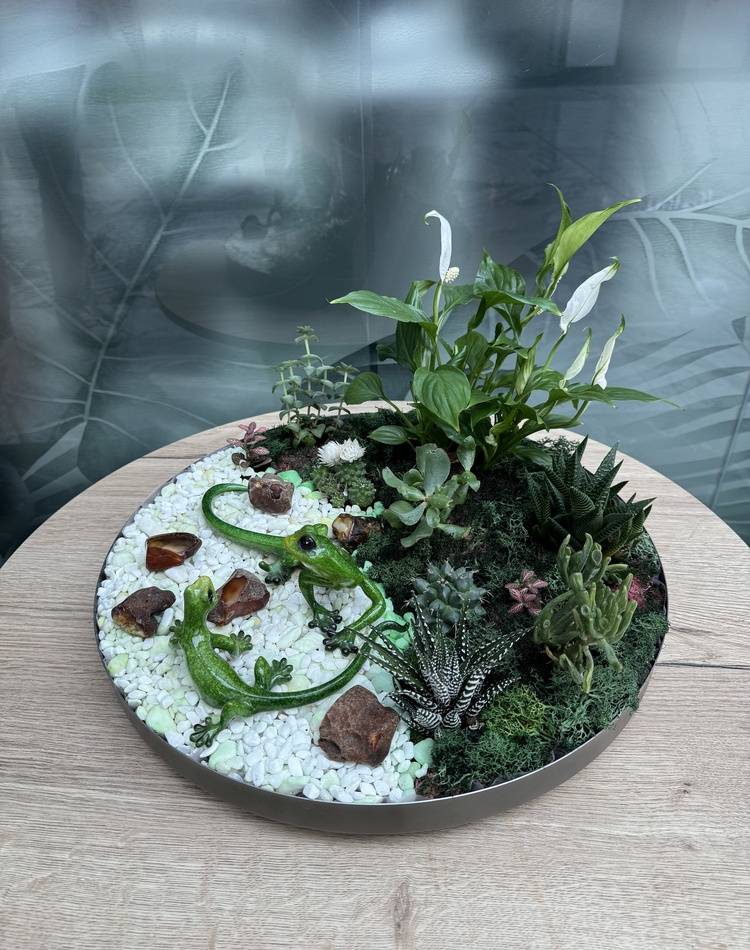 Composition of succulents №16