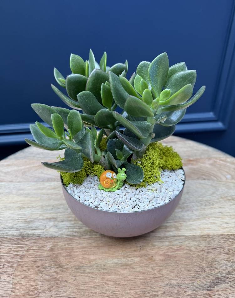 Composition of succulents №27