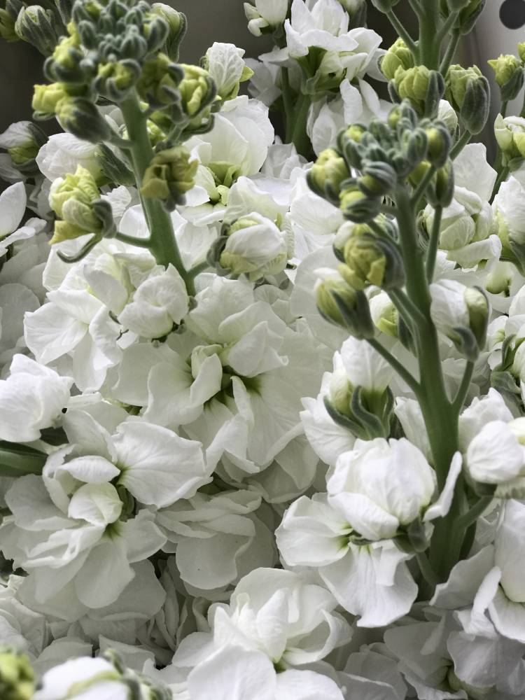 Bouquet of 51 white matthiola