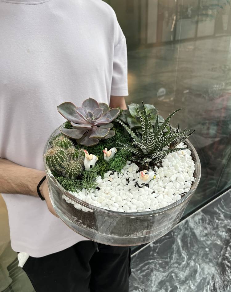 Composition of succulents №9