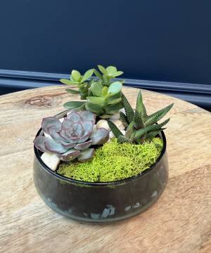 Composition of succulents No. 36 - flowers delivery Dubai
