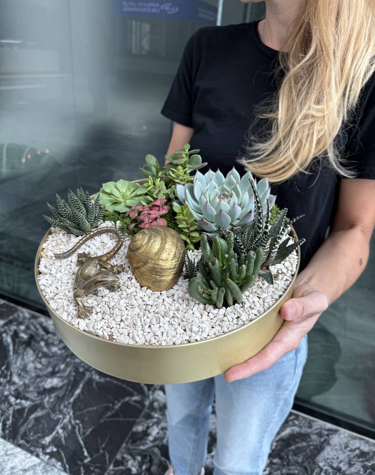 Composition of succulents №21