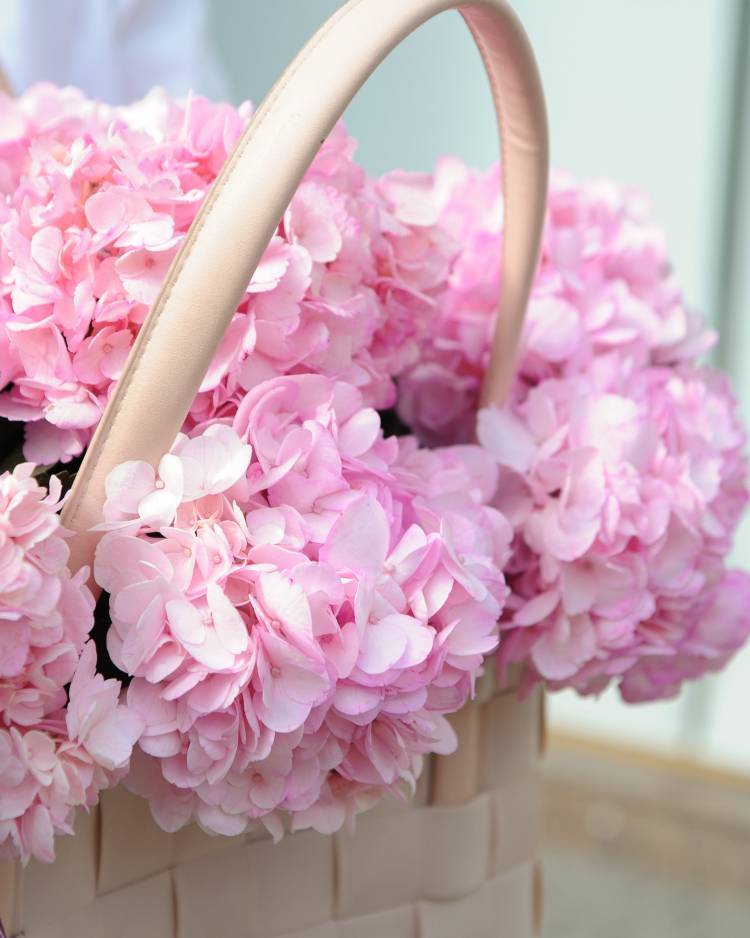 11 pink hydrangeas in a bag