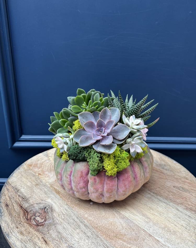 Composition of succulents №33