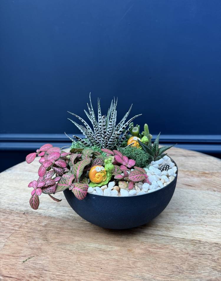 Composition of succulents №31