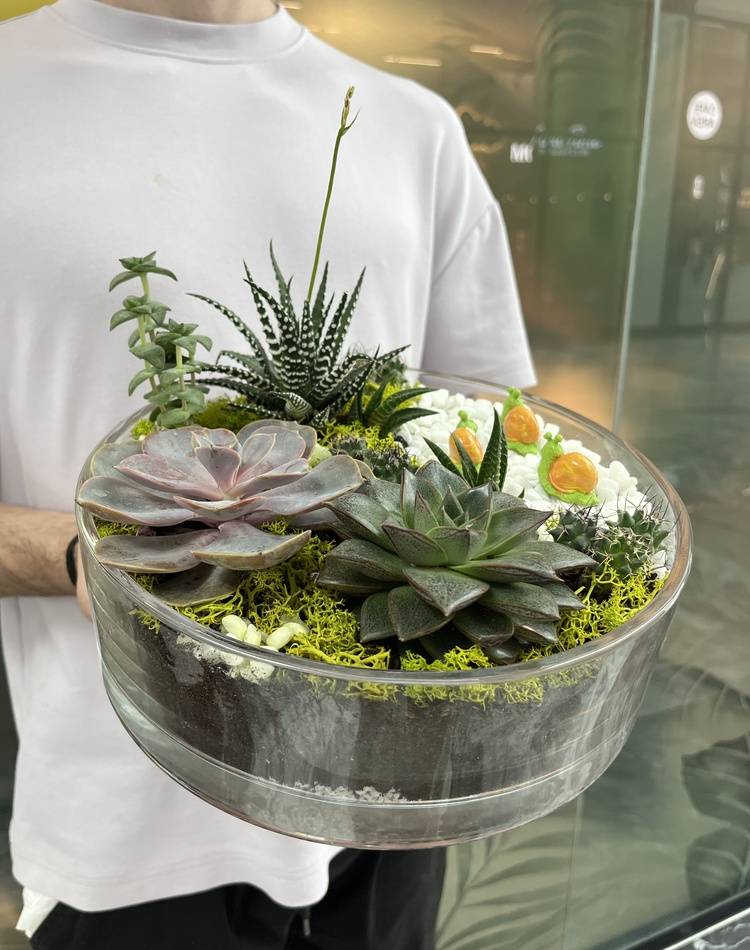 Composition of succulents №5