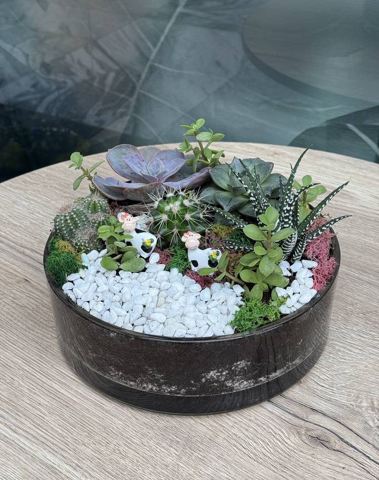 Composition of succulents №12