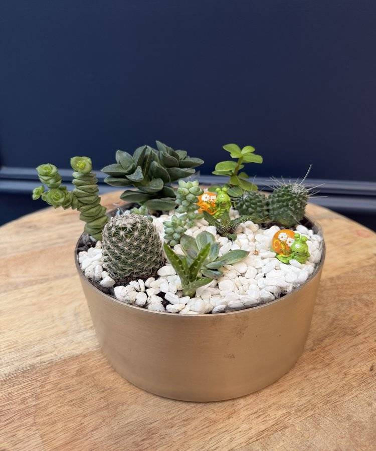Composition of succulents No. 37