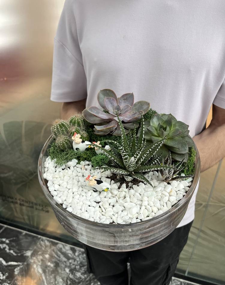 Composition of succulents №9