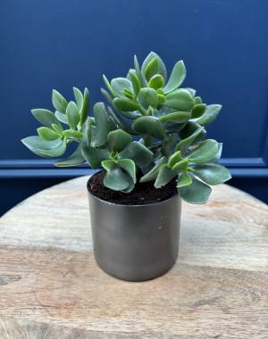 Money tree 2 - flowers delivery Dubai