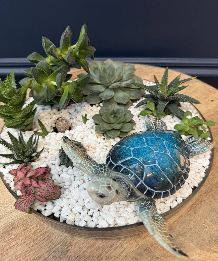 Composition of succulents No. 41