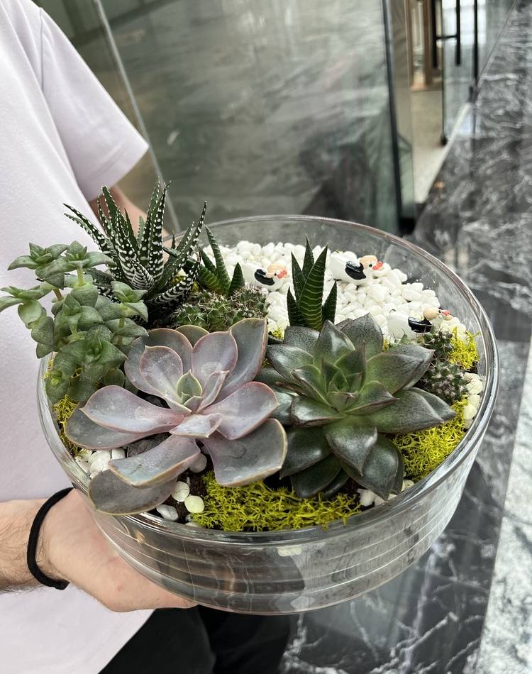 Composition of succulents №6