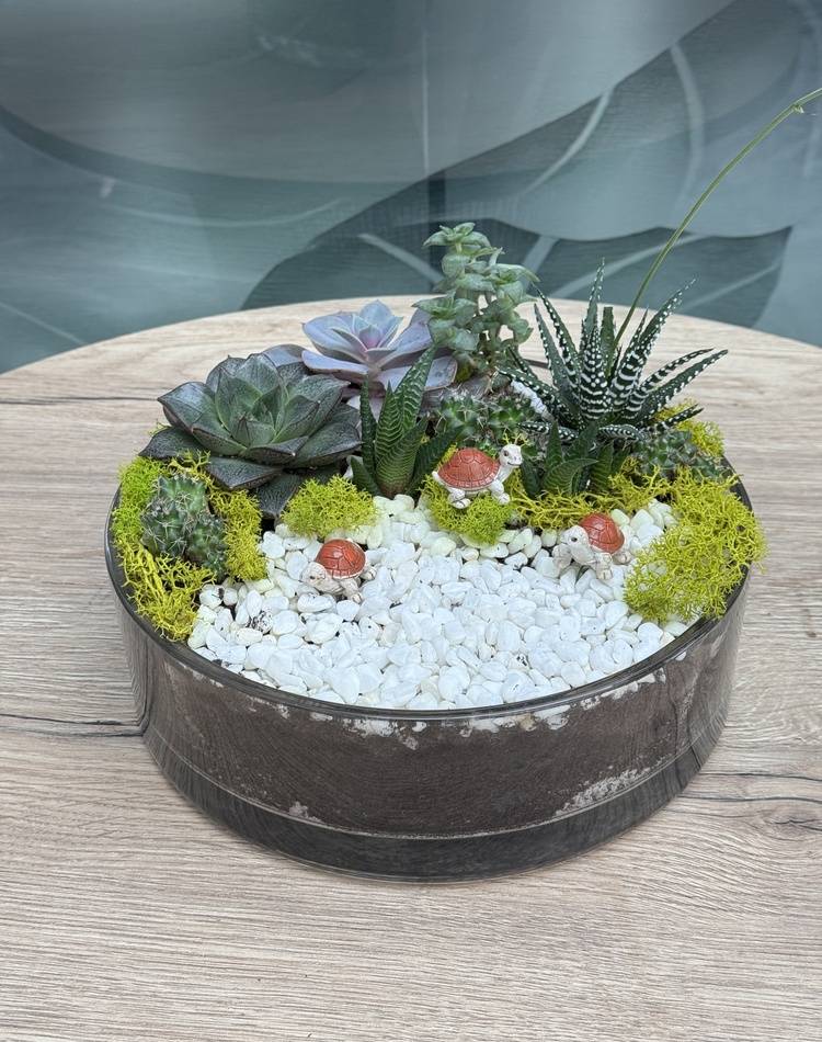 Composition of succulents №1