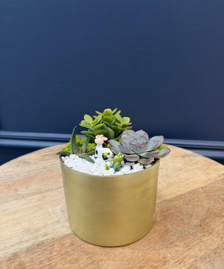 Composition of succulents No. 44