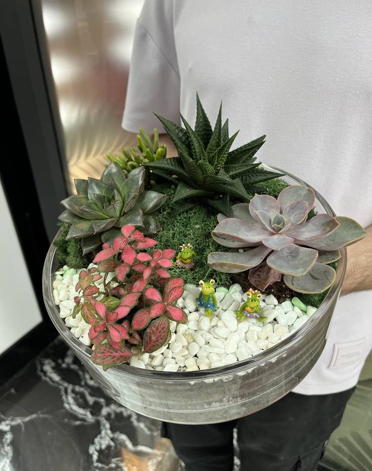 Composition of succulents №4
