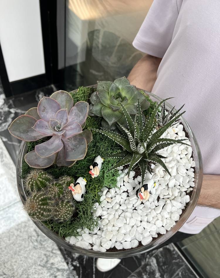 Composition of succulents №9