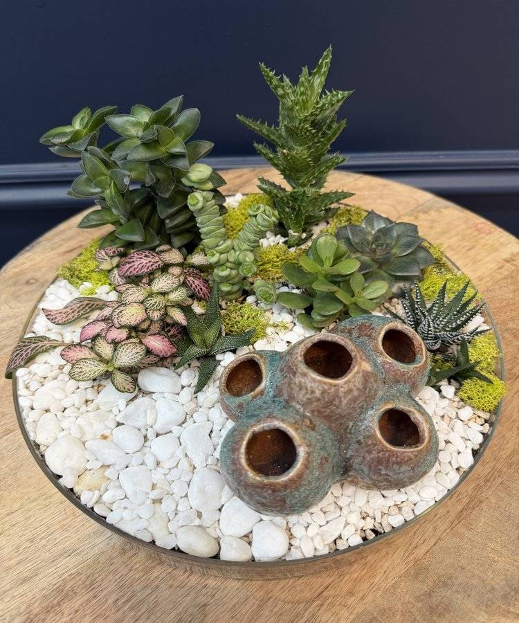 Composition of succulents No. 42