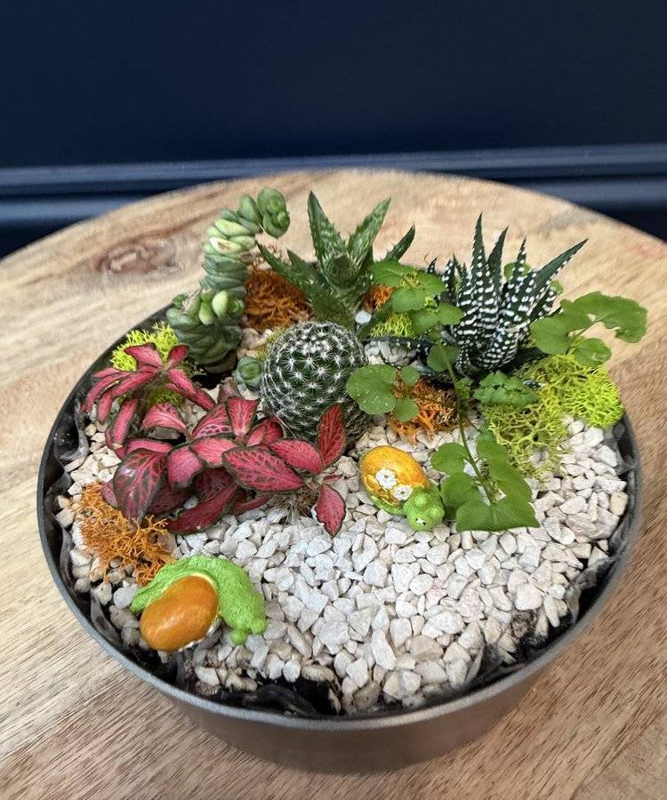 Composition of succulents No. 43