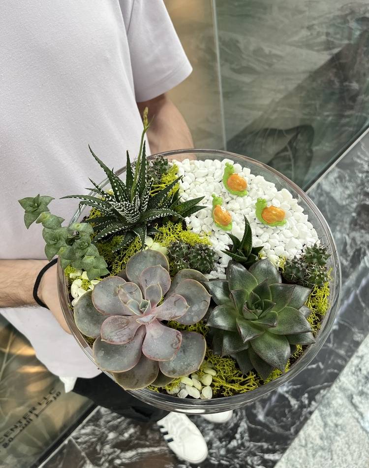 Composition of succulents №5