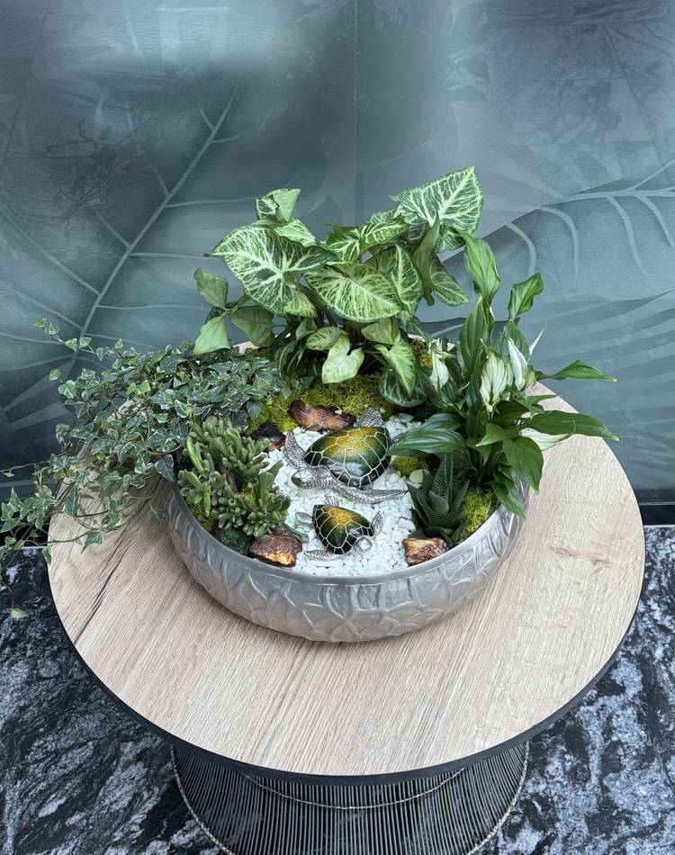 Composition of succulents №11