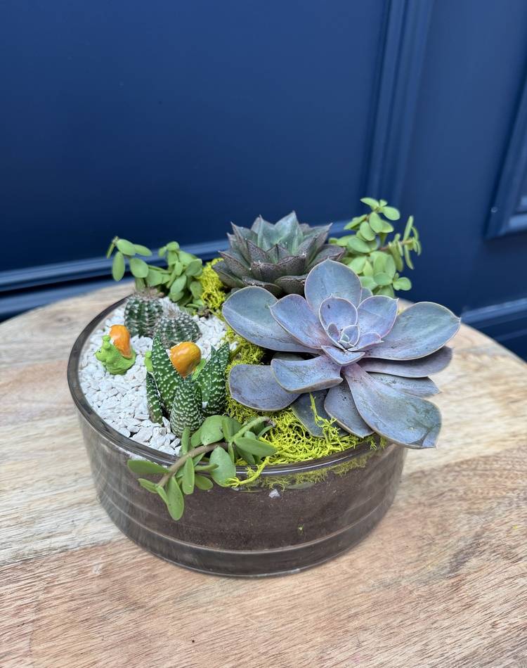 Composition of succulents №28