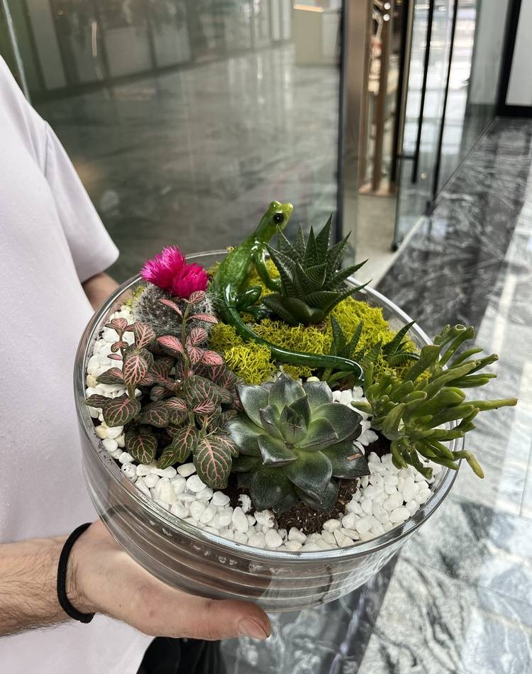 Composition of succulents №2
