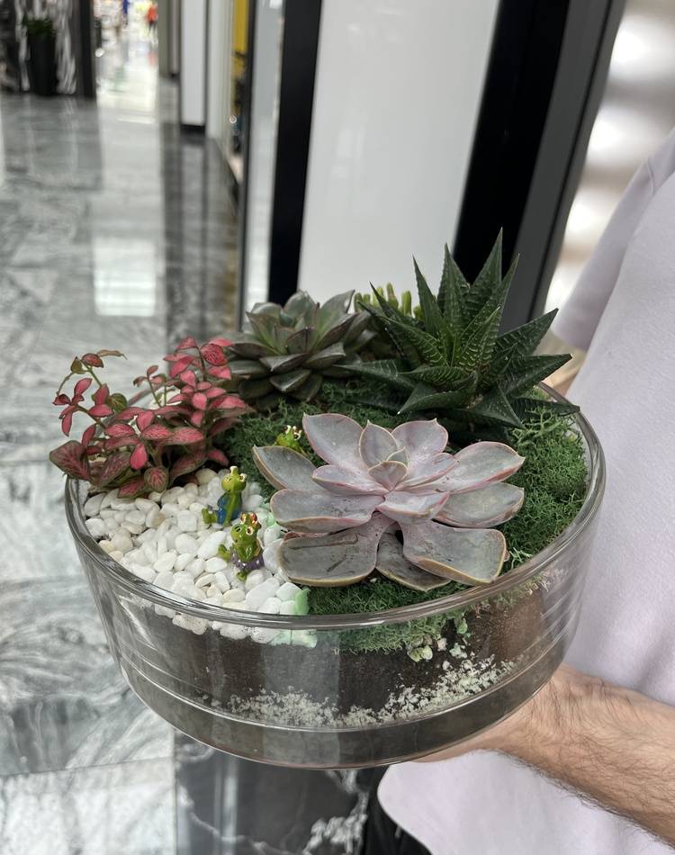 Composition of succulents №4