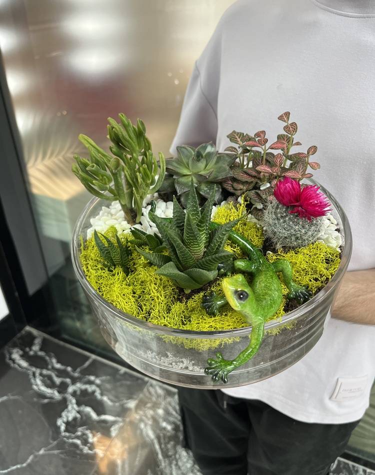 Composition of succulents №2