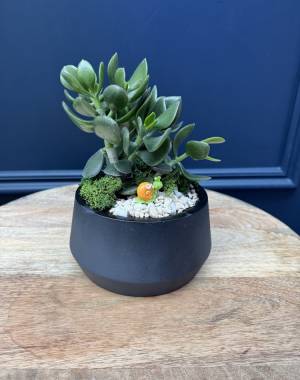 Money tree - flowers delivery Dubai