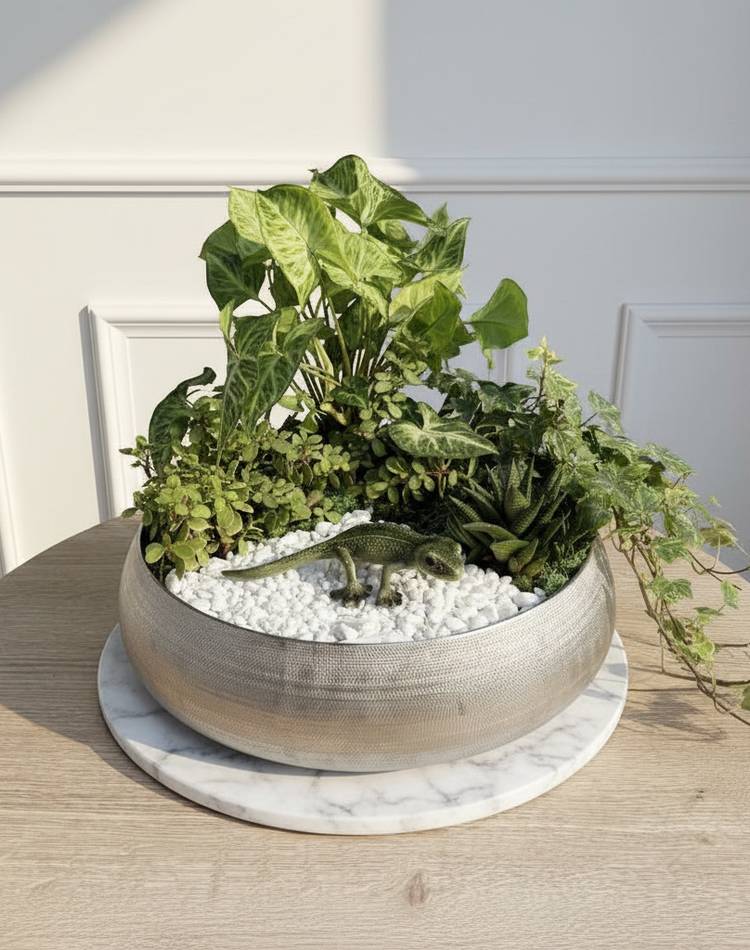 Composition of succulents №17