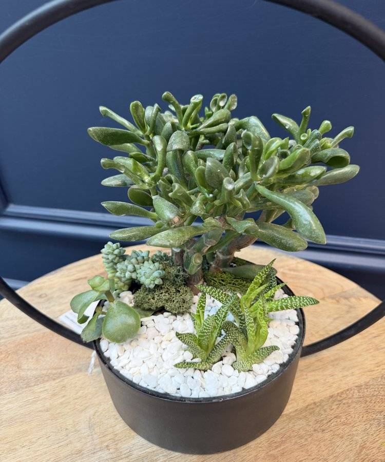Composition of succulents No. 38