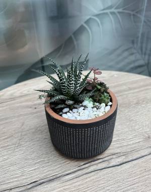 Composition of succulents №18 - flowers delivery Dubai