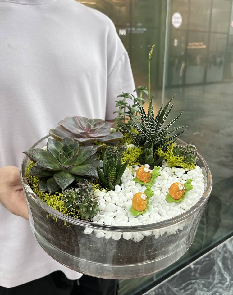 Composition of succulents №5