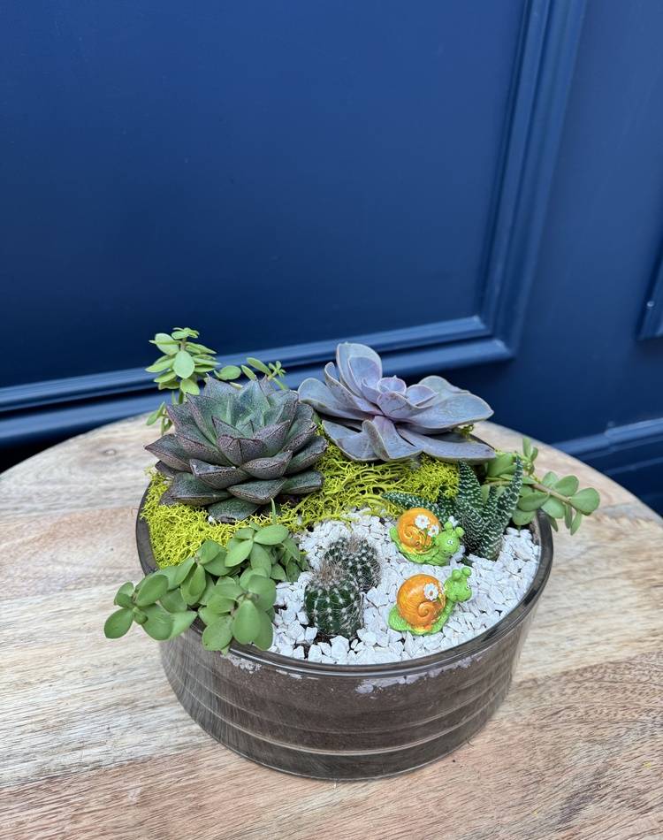 Composition of succulents №28