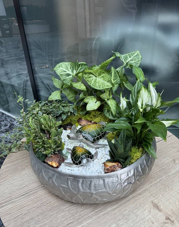 Composition of succulents №11