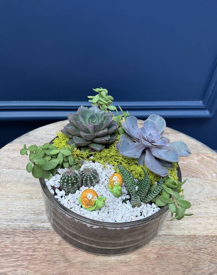 Composition of succulents №28