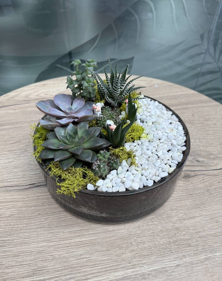 Composition of succulents №15