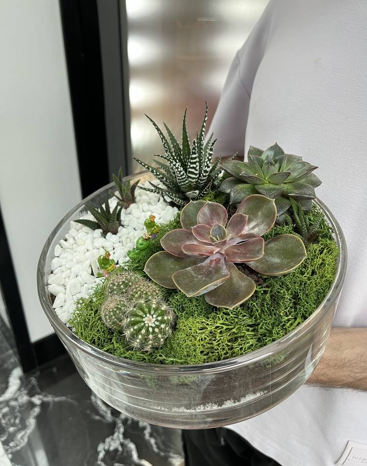 Composition of succulents №3