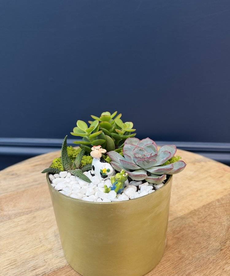 Composition of succulents No. 44
