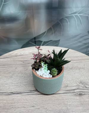 Composition of succulents №19 - flowers delivery Dubai