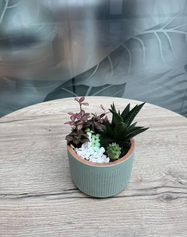 Composition of succulents №19