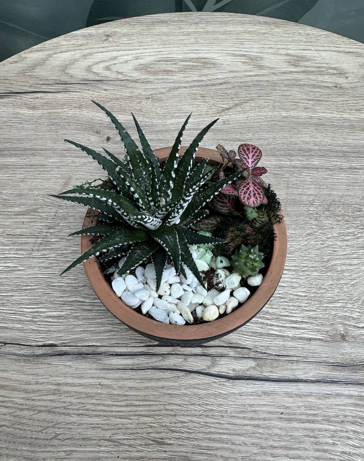 Composition of succulents №18