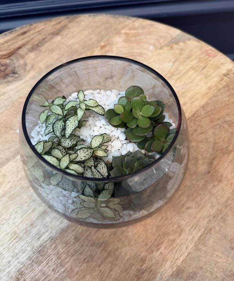 Composition of succulents No. 35