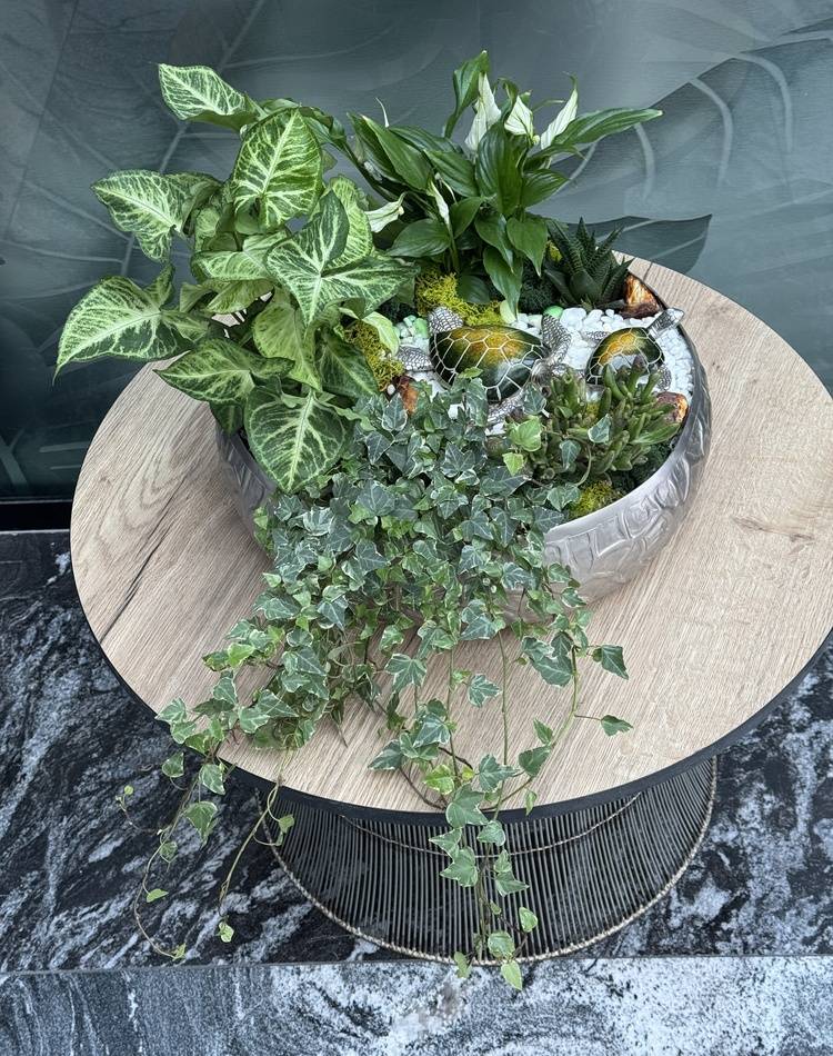 Composition of succulents №11