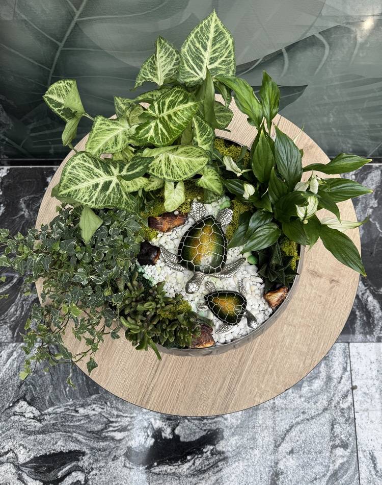 Composition of succulents №11