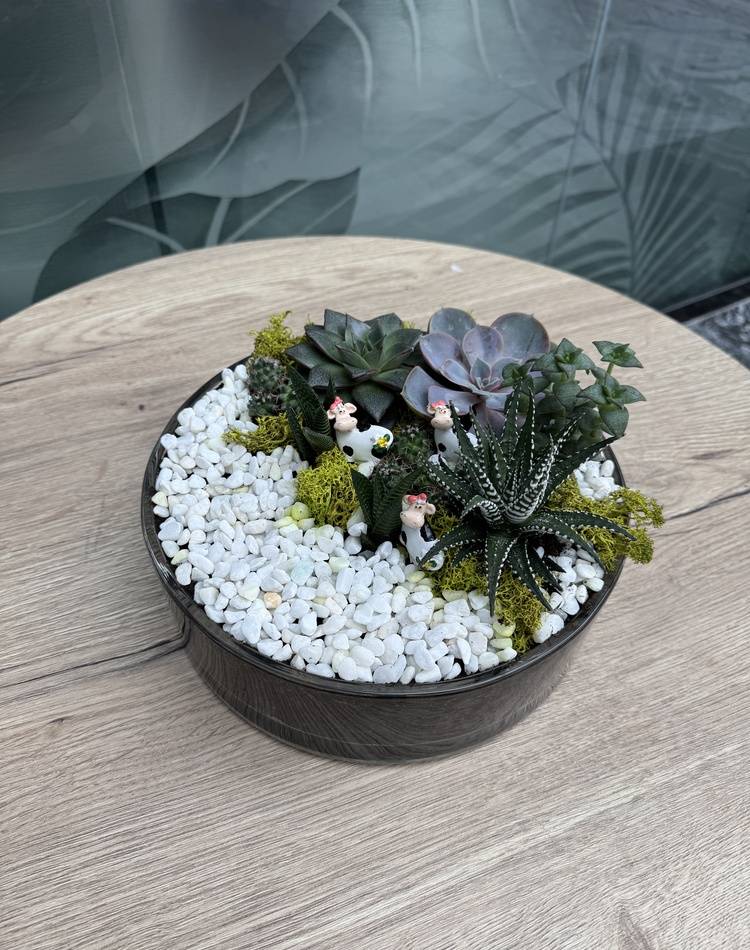 Composition of succulents №15