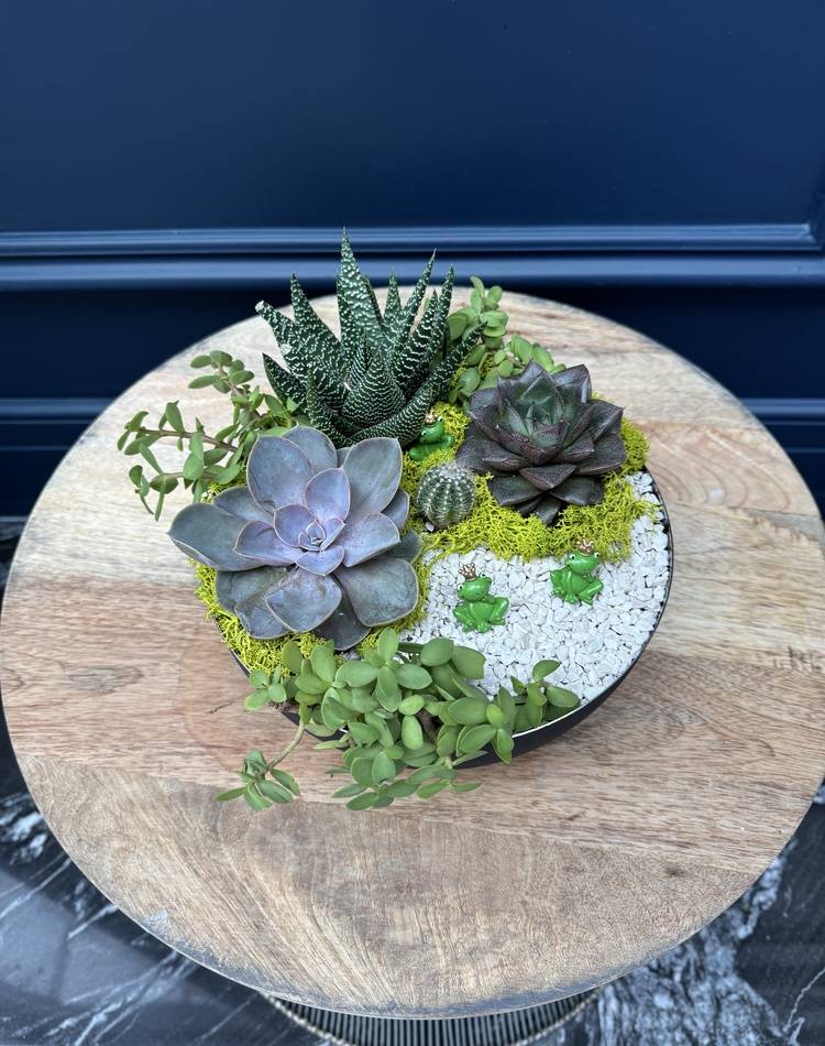 Composition of succulents №32