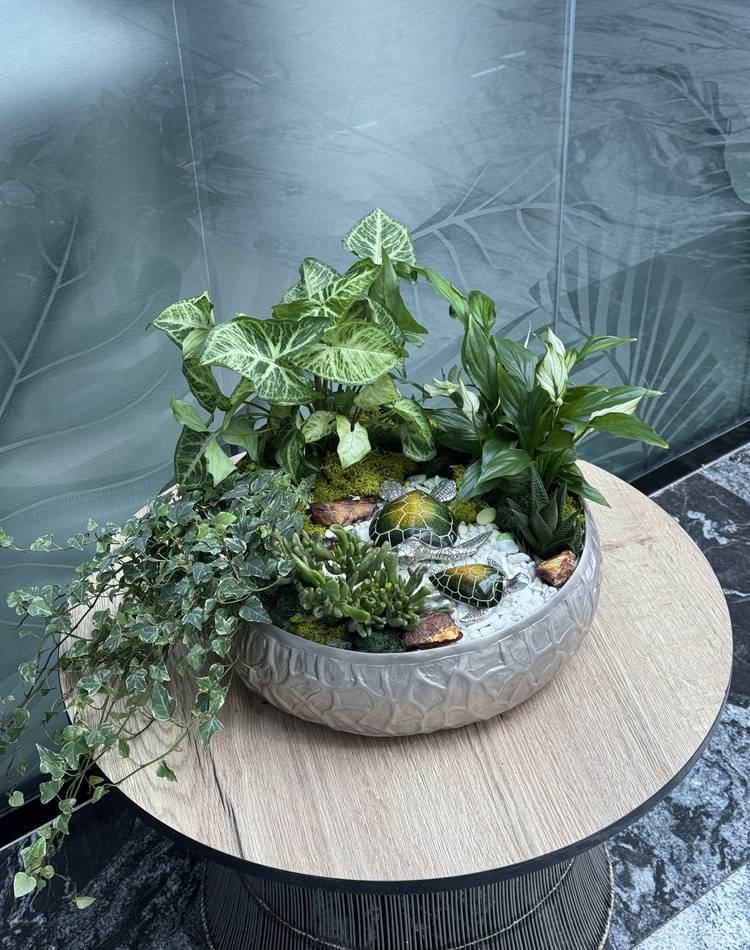 Composition of succulents №11
